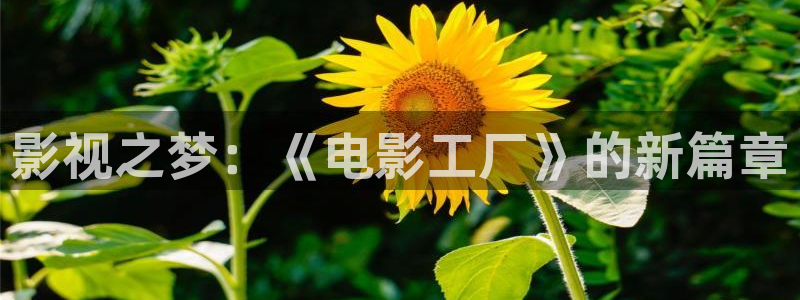 琪琪电影帝：影视之梦：《电影工厂》的新篇章